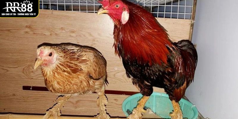 co-nhieu-cach-phan-loai-ga-vay-rong